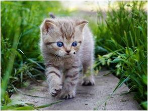 娱乐吃瓜酱旅馆猫咪,揭秘娱乐吃瓜酱旅馆的温馨秘密